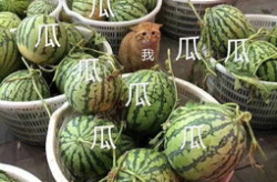 娱乐吃瓜的头像图片,吃瓜群众眼中的明星幕后故事